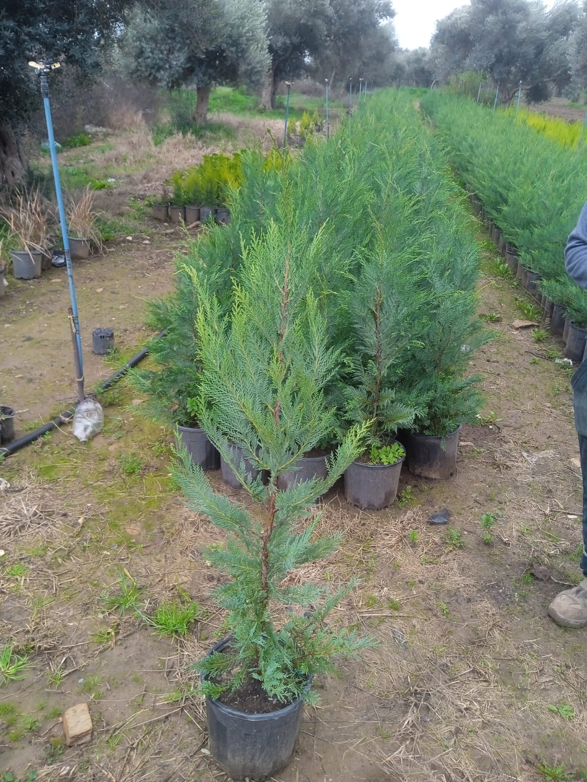 Almina Çiçekçilik 